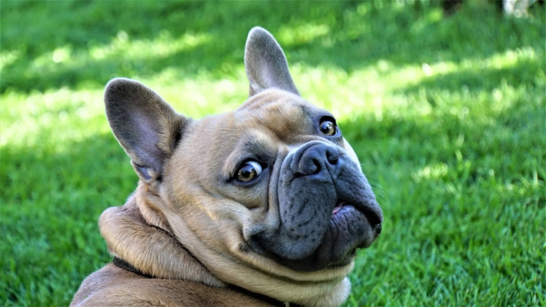 mylene2401-french-bulldog-4278114
